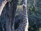 Africa 047 : Africa, Animal, Giraffe, Mammal, Mosi-Oa-Tunya National Park, Zambia